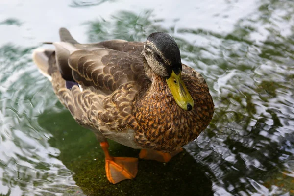 Duck on the rock — Stock Photo, Image