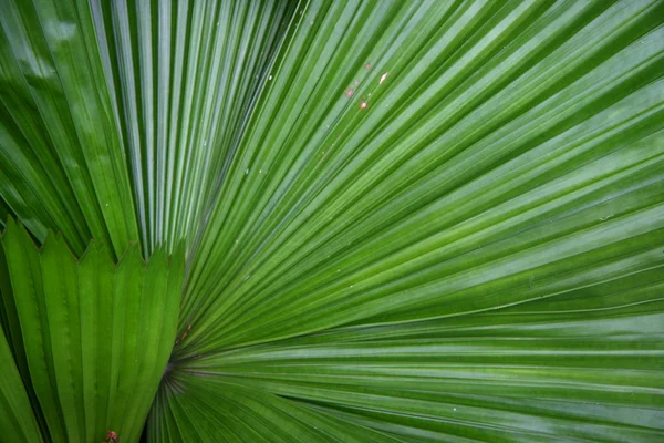 Пальмові дерева лист — стокове фото