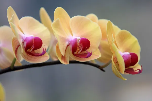 Цветы желтой орхидеи — стоковое фото