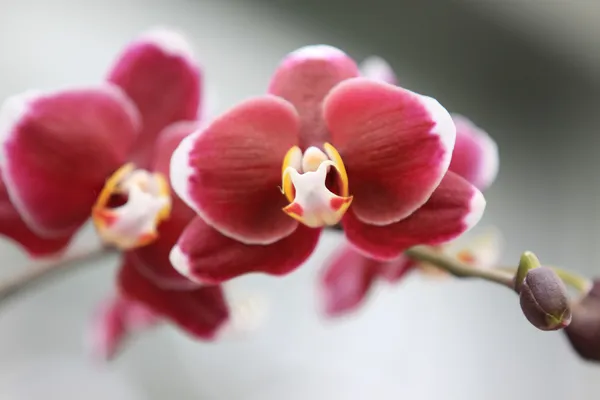 Orchid flowers — Stock Photo, Image
