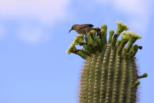 stock image Single bird on Cactus