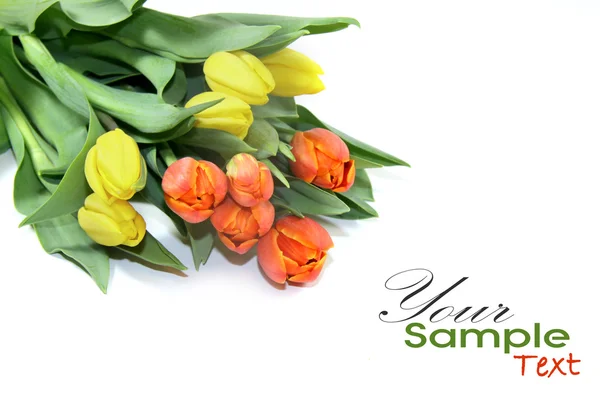 Tulipani cartolina — Foto Stock