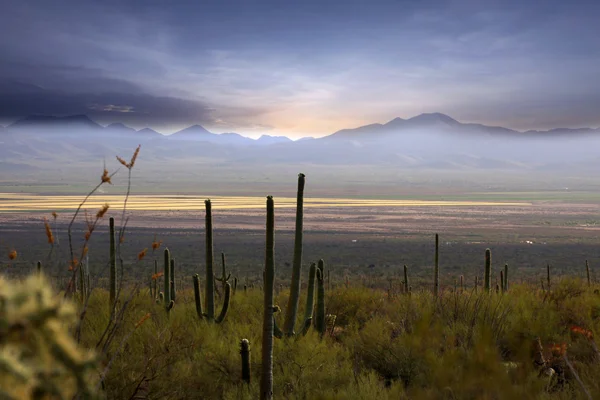 Sonoran desert — Stock Photo, Image