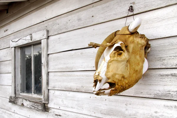 Goat skull — Stock Photo, Image