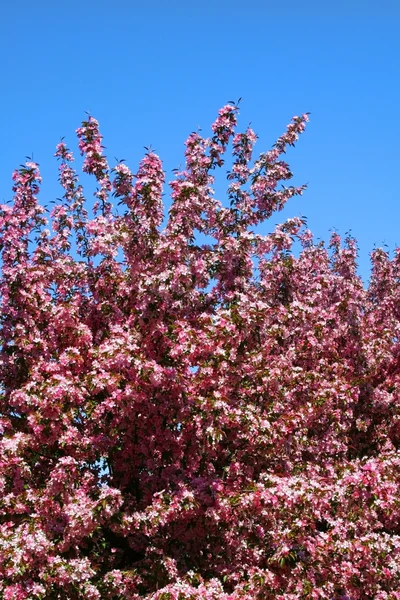 Floración de primavera —  Fotos de Stock