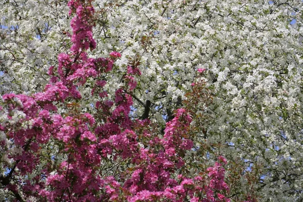 Flor de primavera — Fotografia de Stock