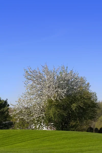 Jedno drzewo kwitnące — Zdjęcie stockowe