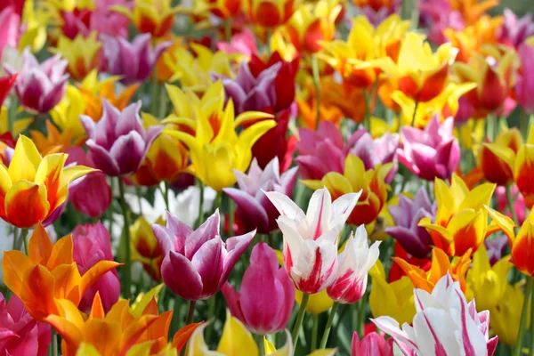 Many colorful Tulips — Stock Photo, Image