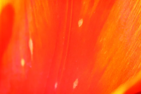 Tulipán petal pozadí — Stock fotografie