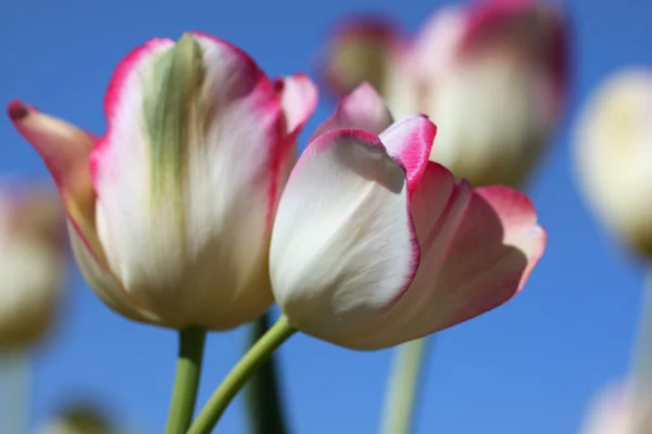Flores de tulipán de color blanco y morado — Foto de Stock