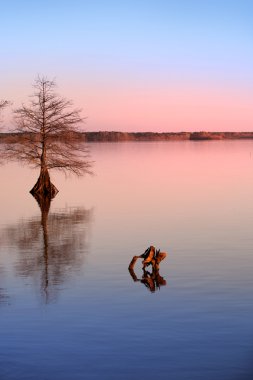 Cypress tree in the lake clipart