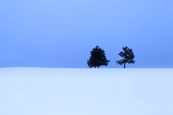 Iki çam ağaçları kar — Stok fotoğraf