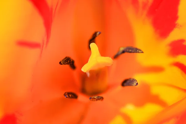 Tulipa macro — Fotografia de Stock