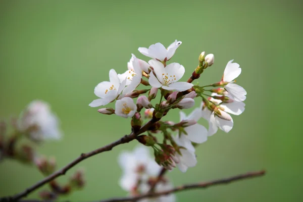 Fleurs de printemps en fond vert — Photo