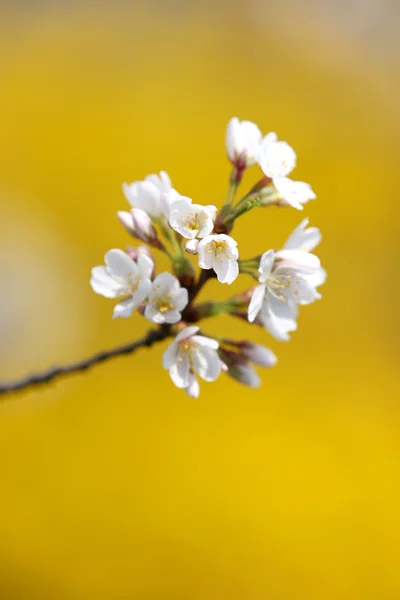 Spring flower bloom — Stock Photo, Image