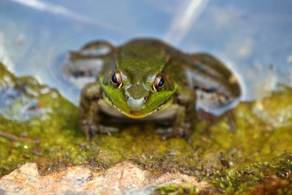 Minik kurbağa — Stok fotoğraf