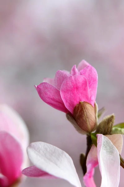 Посадочный цветок — стоковое фото