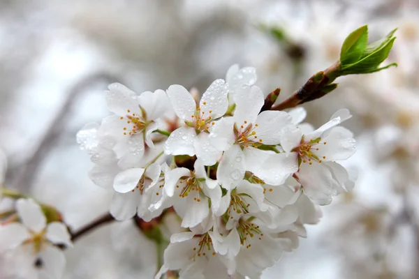 पांढरा वसंत ऋतु फुले — स्टॉक फोटो, इमेज