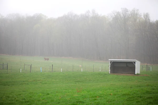 Misty landscape — Stock Photo, Image