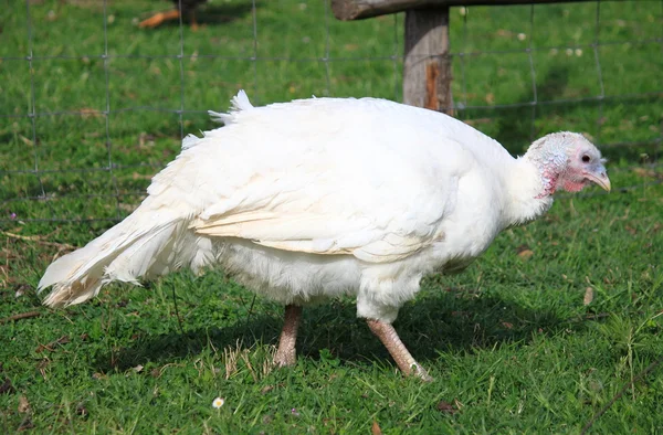 White turkey — Stock Photo, Image