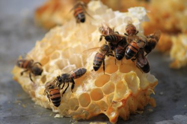 Bees working on honey cells clipart