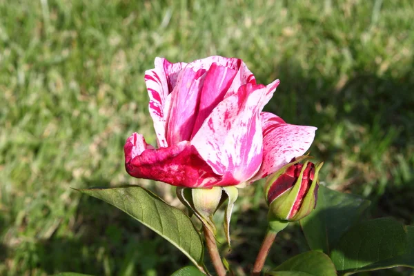 Rosa bianca con macchie rosse — Foto Stock