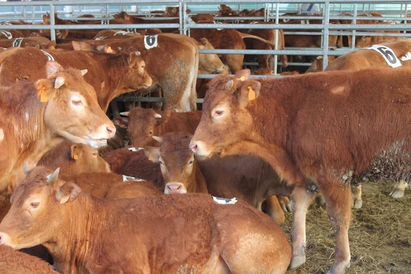 Vacas estáveis — Fotografia de Stock