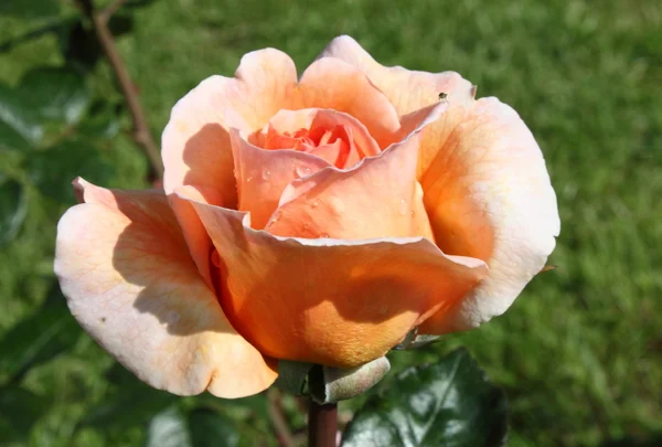 Orange rose — Stockfoto