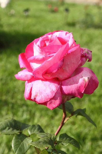 Rosa rosa — Foto Stock