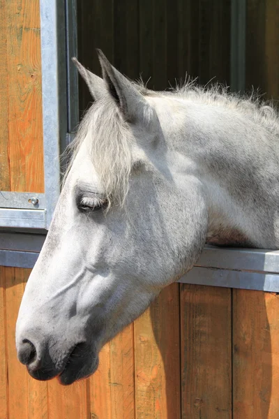 Белая лошадь в стойле — стоковое фото