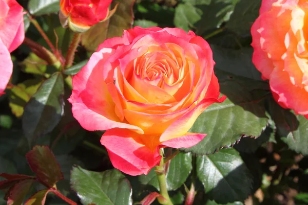 Κίτρινο τριαντάφυλλο με ροζ αποχρώσεις — Φωτογραφία Αρχείου