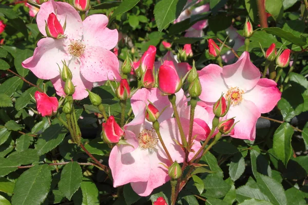 Bush de rosas rosadas — Foto de Stock