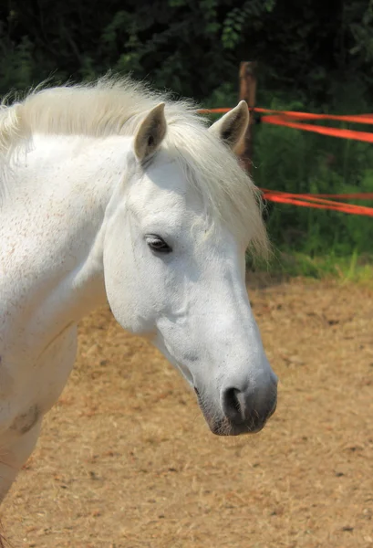 Biały koń — Zdjęcie stockowe