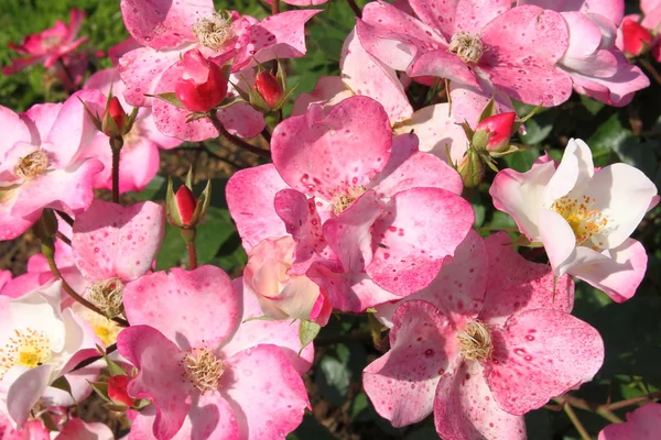 Bush av rosa rosor — Stockfoto