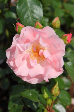 pembe Gül
