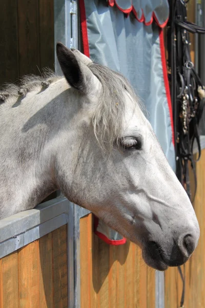 Witte paard in stal — Stockfoto