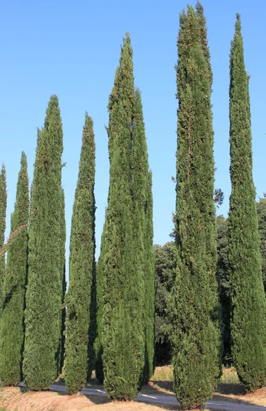 Cipreses sobre un fondo de cielo azul — Foto de Stock