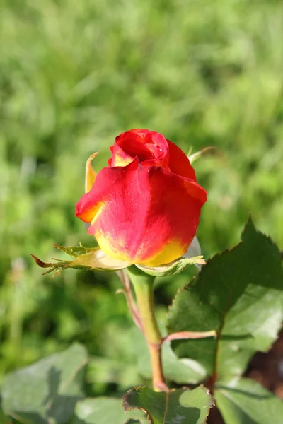 Κόκκινο τριαντάφυλλο με κίτρινες αποχρώσεις — Φωτογραφία Αρχείου