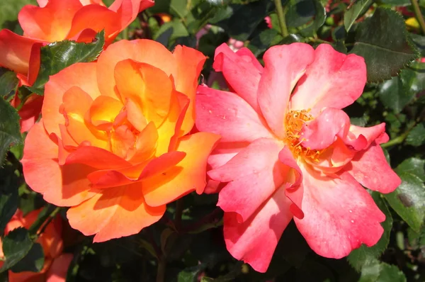 Oranžové a růžové růže — Stock fotografie