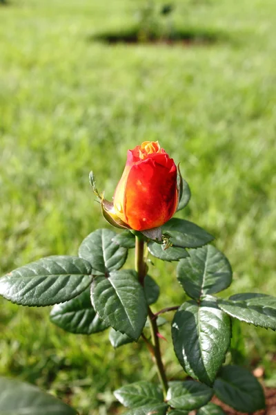 Rosa roja con matices amarillos — Foto de Stock