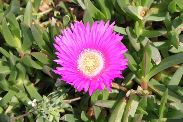 Roze daisy — Stockfoto