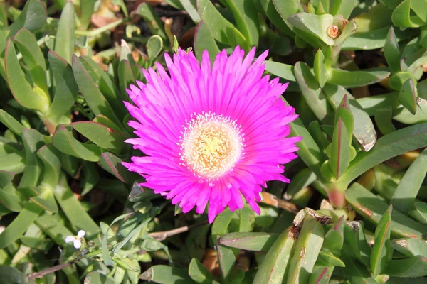 Rosa Gänseblümchen — Stockfoto