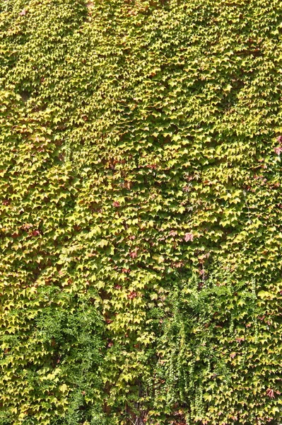 墙上有绿色的常春藤叶 — 图库照片