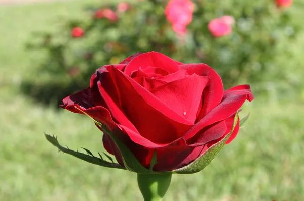 Intensiv rote Rose — Stockfoto