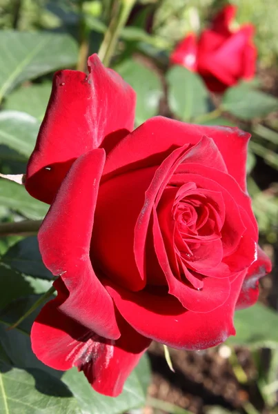 Έντονο κόκκινο τριαντάφυλλο — Φωτογραφία Αρχείου