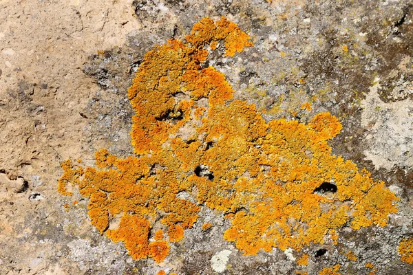 Licheni sulla roccia — Foto Stock