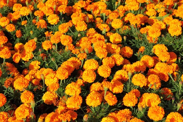 Bush orange ringblomma blommorΜπους των λουλουδιών πορτοκαλί Καλέντουλα — Stockfoto