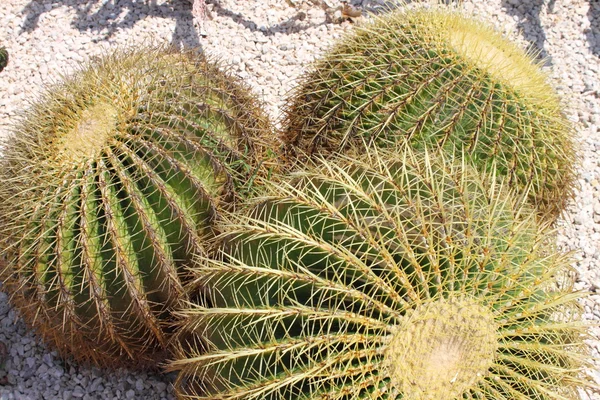 Gouden barrel cactus, echinocactus natuur — Stockfoto
