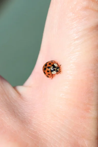 stock image Ladybug on a hand