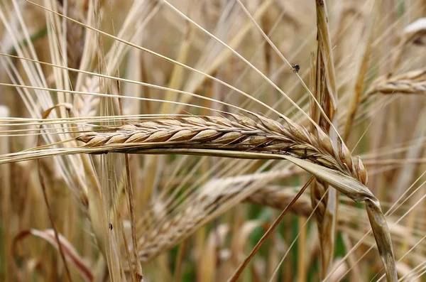 Espiga de trigo madura — Fotografia de Stock